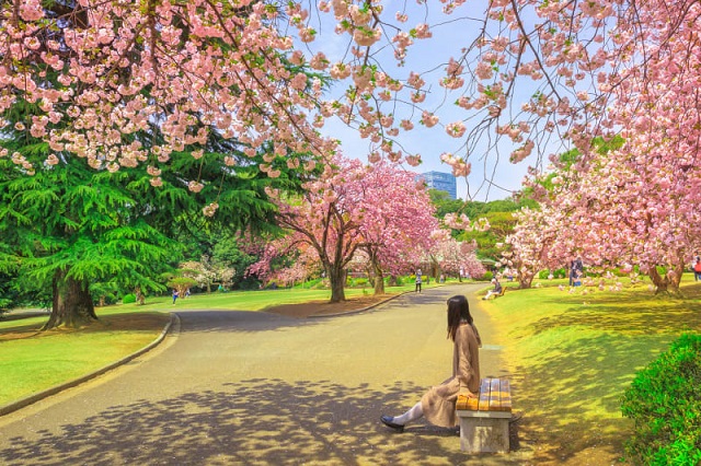 Trải nghiệm những tour đi bộ miễn phí đầy thú vị tại thành phố Tokyo