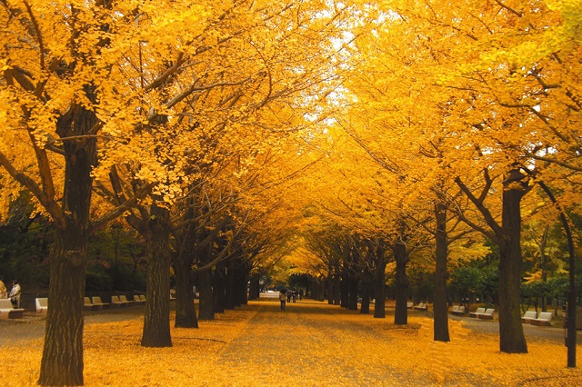Meiji-jingu Gaien – điểm đón mùa thu đẹp nhất tại Nhật Bản