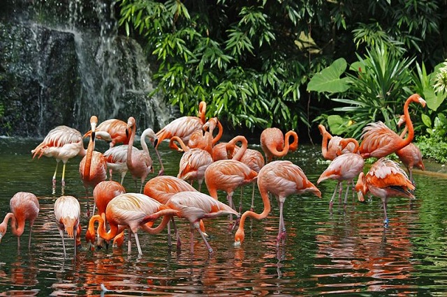 Hồng hạc ở Jurong Bird Park Hồng hạc ở Jurong Bird Park