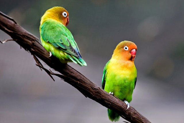 Những chú vẹt sinh sống tại vườn thú Atlanta