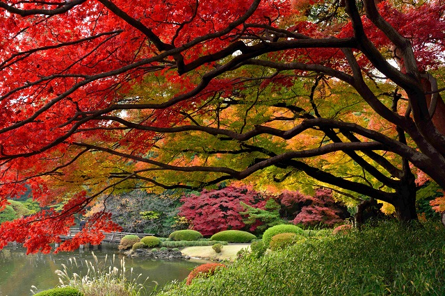 Vườn quốc gia Shinjuku Gyoen quyến rũ khi thu về