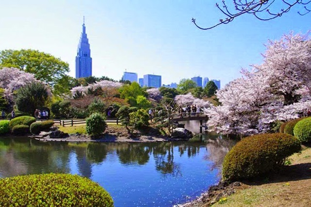 Khung cảnh hữu tình, mát mẻ ở vườn quốc gia Shinjuku Gyoen thu hút du khách Khung cảnh hữu tình, mát mẻ ở vườn quốc gia Shinjuku Gyoen thu hút du khách