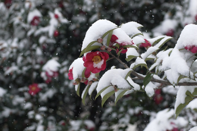 Sơn Trà mộc mạc khoe sắc giữa những ngày mùa đông